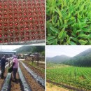 가래울농장 이미지