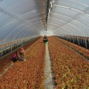 금호1농장 이미지