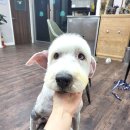 올 도그 그루밍(All DOG GROOMING) 이미지