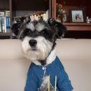 지지밍고 이미지