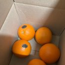 한우모아 | 올팜 오렌지 모아농장 사과 작가냥 한우 가마솥 국밥 택배 후기