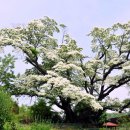 이팝나무길 이미지