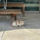 꿈꾸는 댕 | MY birhday •3•