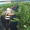 김경애농장 이미지