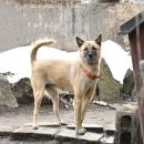 최초의 모델견이며 가장 높게 평가받았던 '검주' 이미지