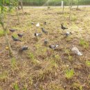 구구구PC 이미지