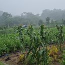 로즈마리 스머지스틱 만들기 이미지