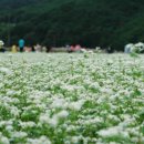 하동북천코스모스메밀꽃 영농조합법인 네이버블로그
