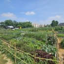 행복농장 6 이미지