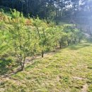 양수목장 이미지