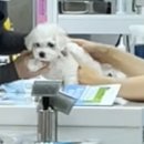 송이종합동물병원 이미지