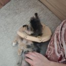 영등포 동물병원 이미지