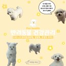 (주)위드덴탈랩 | [반려동물] 11세 노견 강아지 건강 관리법 꿀팁 공유(피부병/영양제/관절약/스케일링 등)
