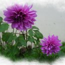 아침농원 이미지