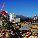 통도사 국화축제 이미지