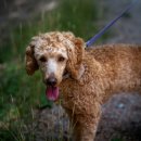 똥싼 강아지 이미지