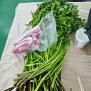 대규미나리 이미지