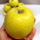 신농농장 | 새콤달콤 꿀맛 나는 장수신농 시나노골드 황금사과