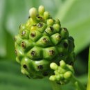 약초이야기 이미지