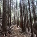 하동편백자연휴양림 이미지