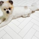 펫더가든 이미지