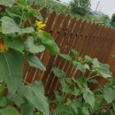 지안농장 이미지