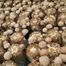 백곡농장 이미지