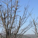 문화유산답사 | 경주 일상 : 경주 벚꽃 상황 3.26, 경주 문화유산답사, 우리집 집밥