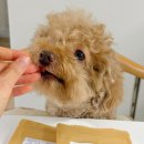 참치랑연어 | 강아지 습식사료 다이어트 대신에 선택한 간식 잇츄 극세어포 3종 참치 연어 황태 대만족 후기