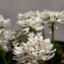 이베리스 이미지