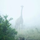 기린 세탁소 이미지