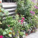 마을정원유지관리 이미지