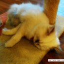 캣독카페 이미지