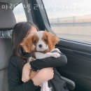마리켄넬 | 인천 부개동 강아지분양 마리켄넬 24시강아지분양 고양이분양 애견분양 영업시간 가는길