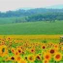 ♣8/16(일) 선운산 수리봉 산행과 고창 학원농장 100일 꽃잔치 해바라기 관광 이미지