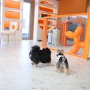 켈리 독, 강남 애견호텔 애견유치원 이미지