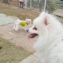 꼬마밥풀