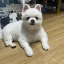 중화요리성용 이미지