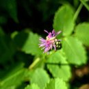 지리태극 3차 이미지