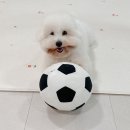 꼬똥 드 툴레아 소형견 종류, 꼬동 강아지 성격 및 털빠짐