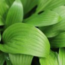 추억의 아이들 표정 이미지