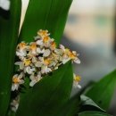 환타지아 이미지