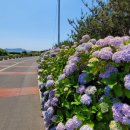 여름. 제주 이미지