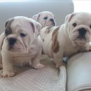 똥꼬발랄 이미지