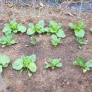 둥이네농장2 이미지