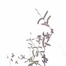 연사진관
