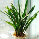 꽃보다 보세 이미지