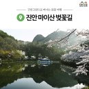마이산 벚꽃길 이미지
