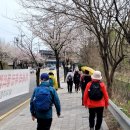 4월12일(토)하남당정공원벚꽃길 이미지