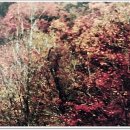 보원농장 | 2022-10-12.&lt;仁山의학 10&gt; 건강한 삶을 위한 이정표 - &#39;가을山&#39; 풍광(風光), 면역력 강화 일등 도우미...